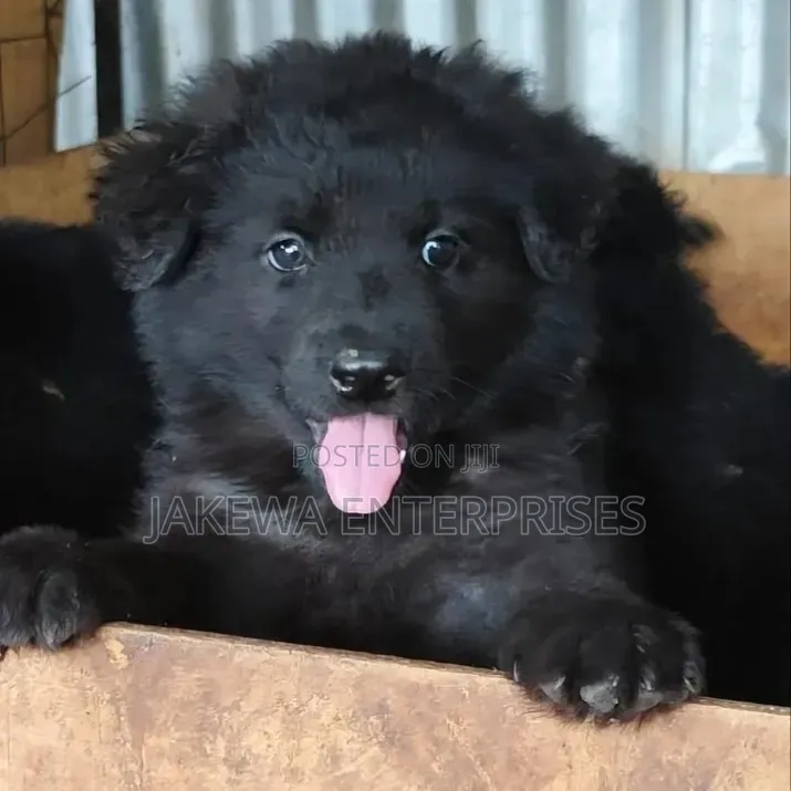 1-3 months Male Purebred German Shepherd