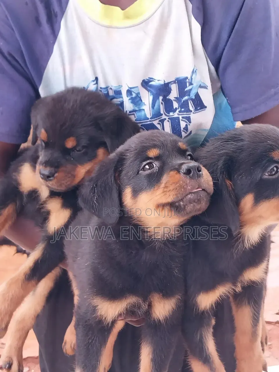 1-3 months Male Purebred Rottweiler