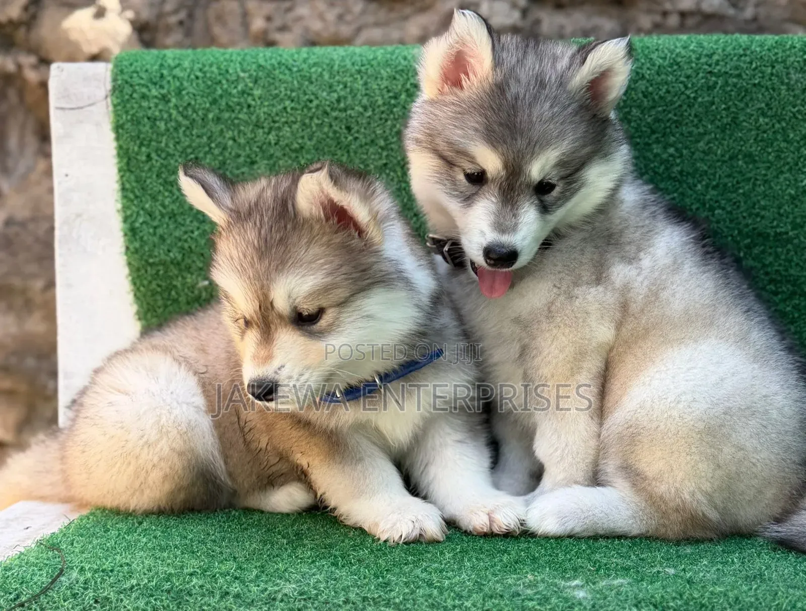 1-3 months Male Purebred Siberian Husky
