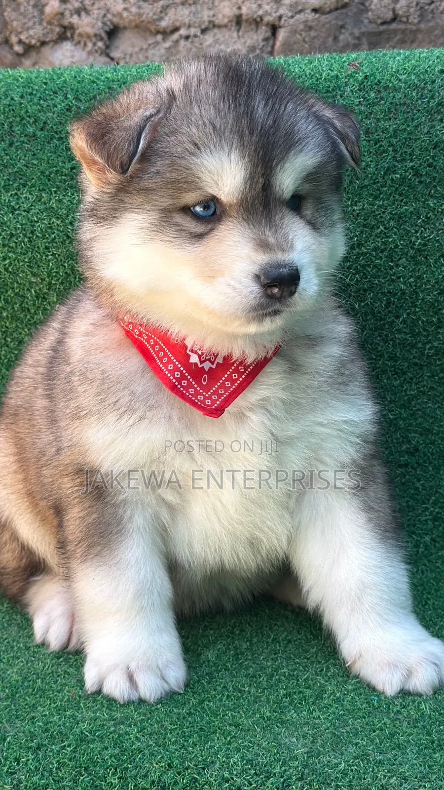 1-3 months Male Purebred Siberian Husky