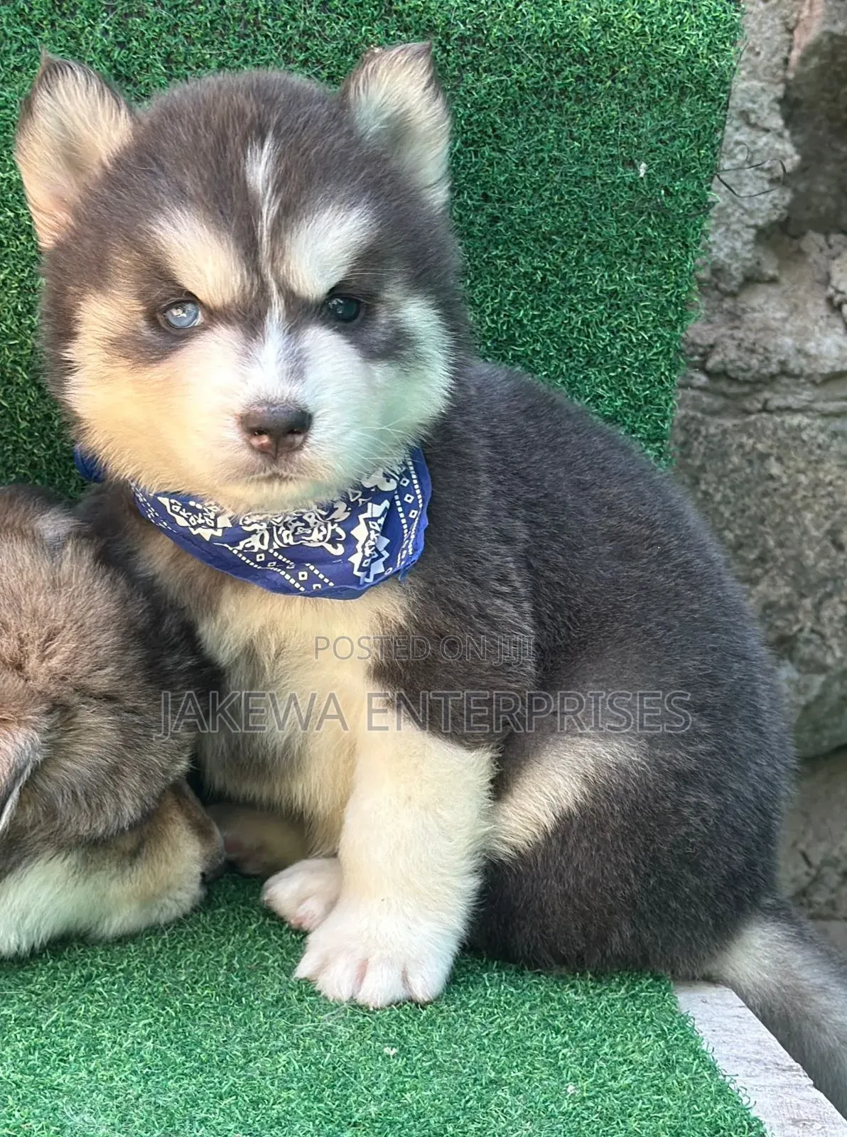 1-3 months Male Purebred Siberian Husky