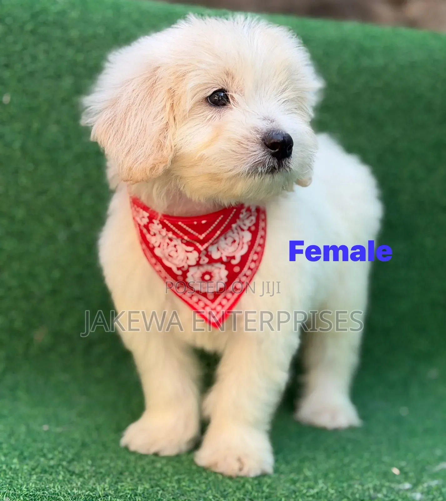 1-3 months Female Purebred Havanese