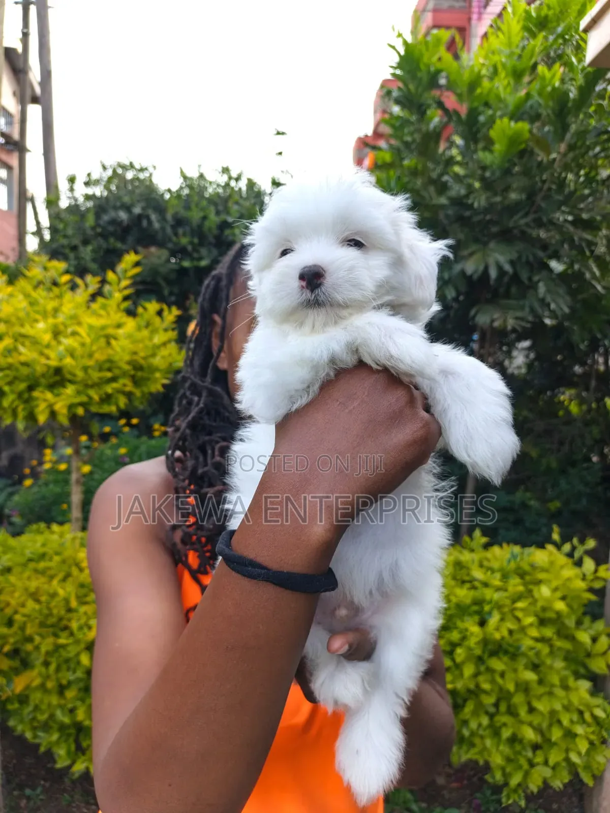 1-3 months Male Purebred Havanese