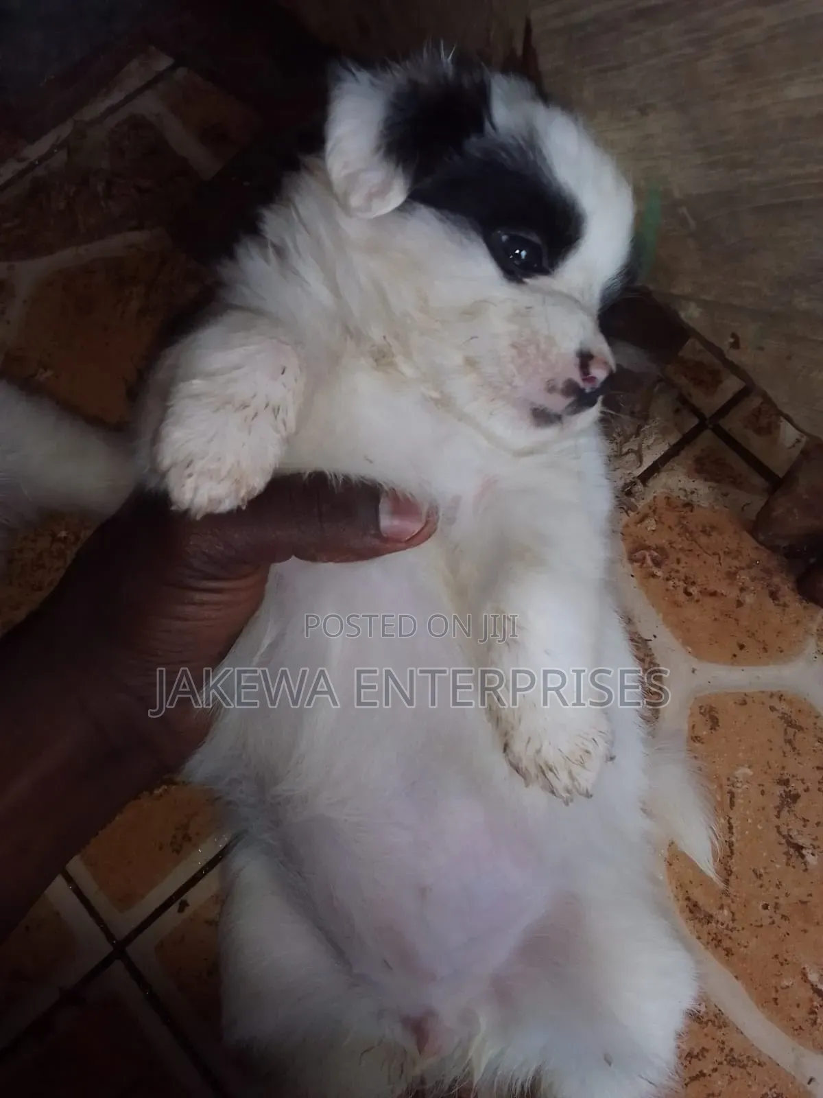 1-3 months Male Purebred Havanese
