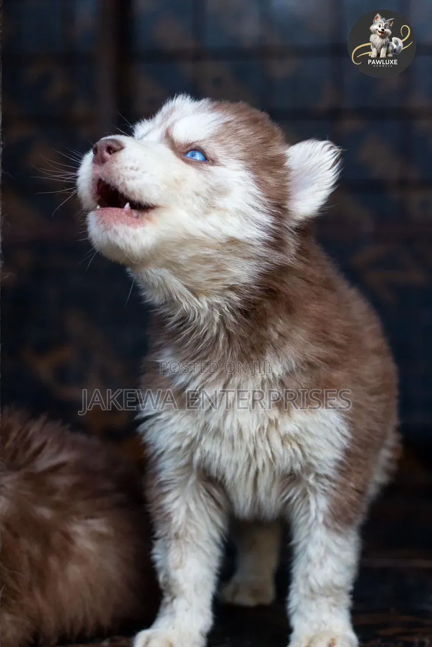 1-3 months Male Purebred Siberian Husky