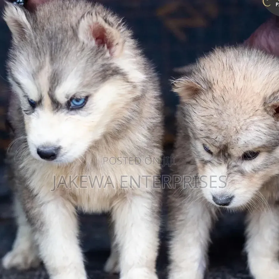 1-3 months Female Purebred Siberian Husky