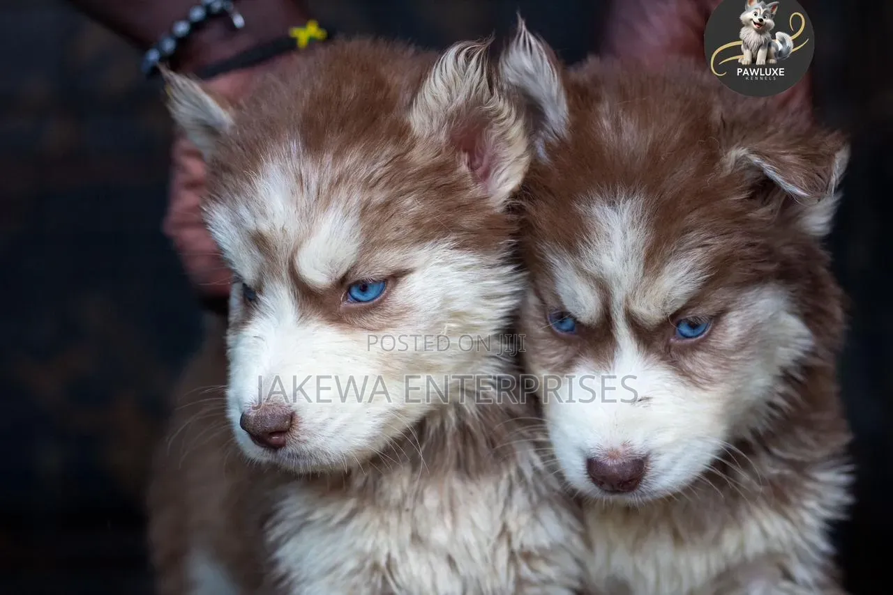 1-3 months Male Purebred Siberian Husky