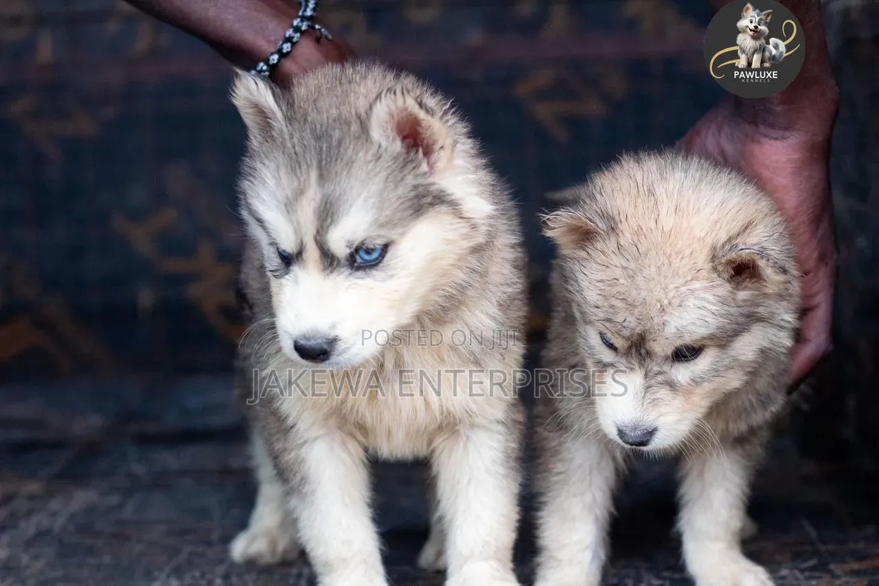 1-3 months Male Purebred Siberian Husky