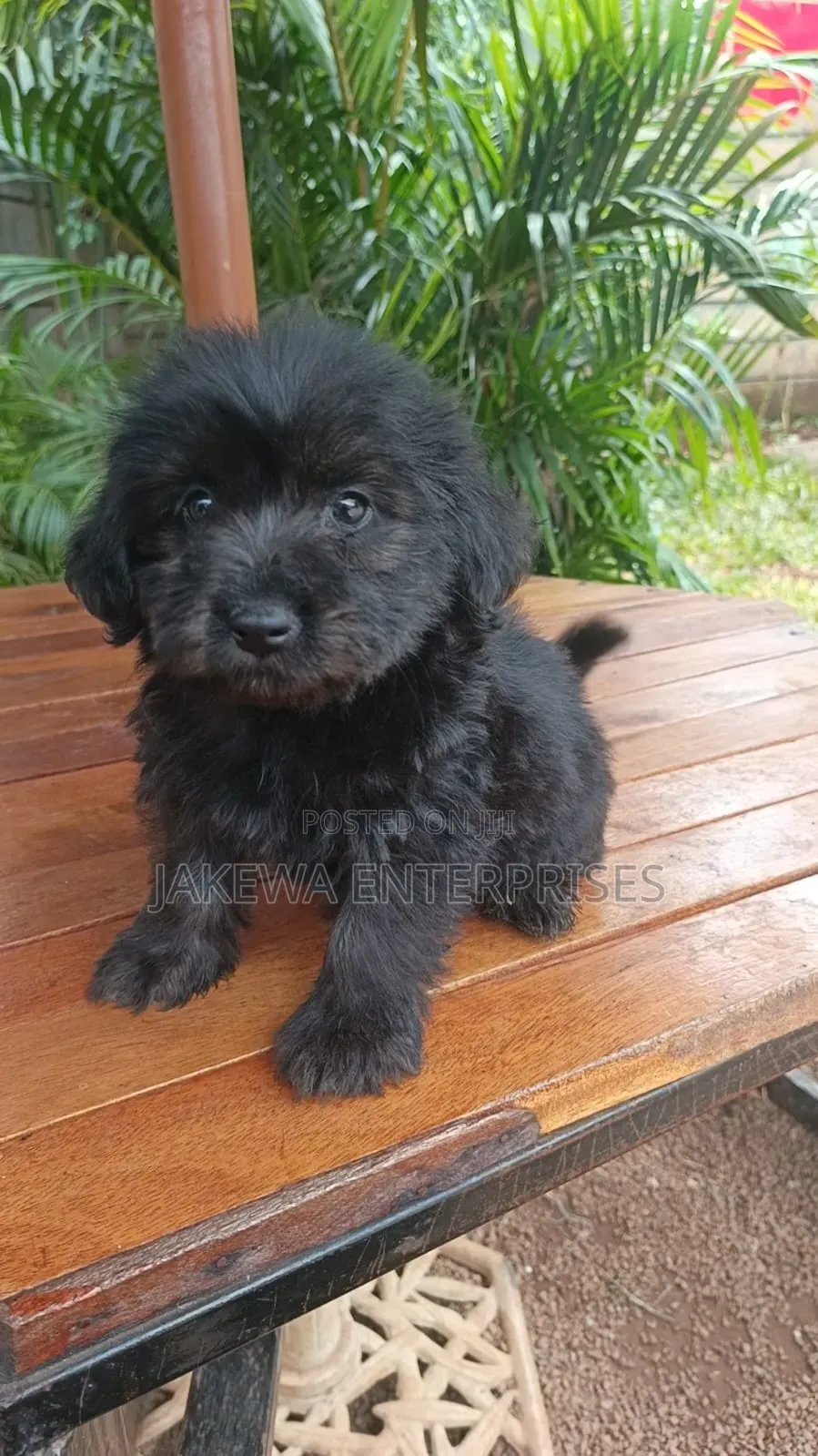 1-3 months Female Purebred Havanese