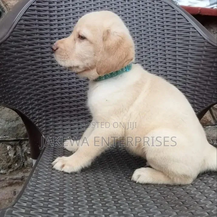 1-3 months Male Purebred Labrador Retriever