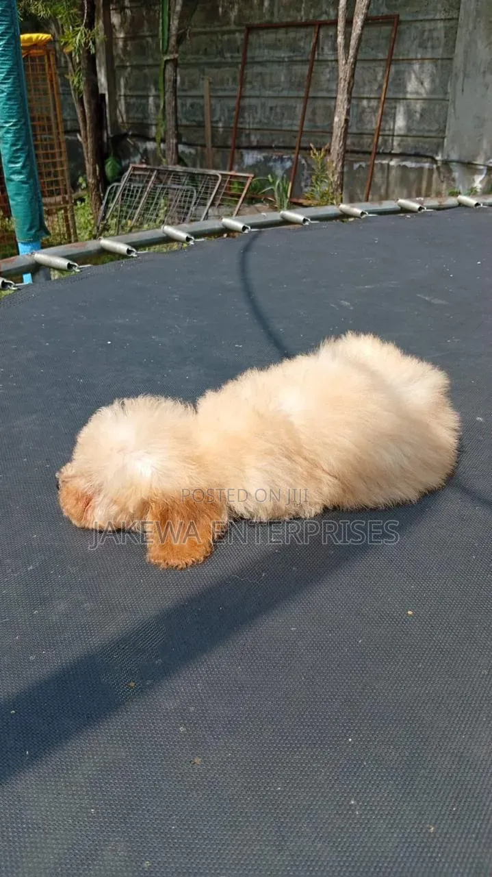 1-3 months Male Purebred Poodle