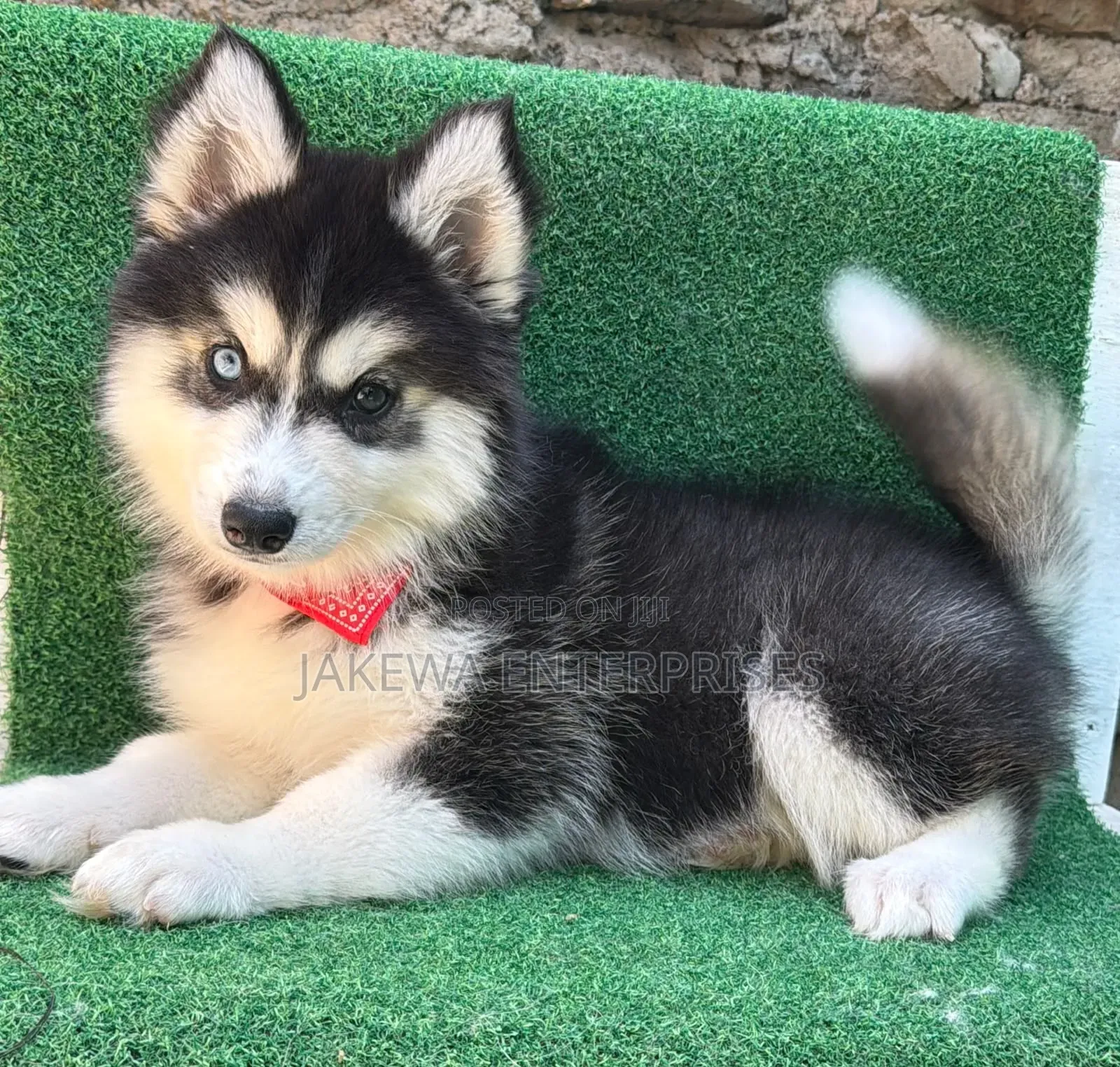 1-3 months Female Purebred Siberian Husky