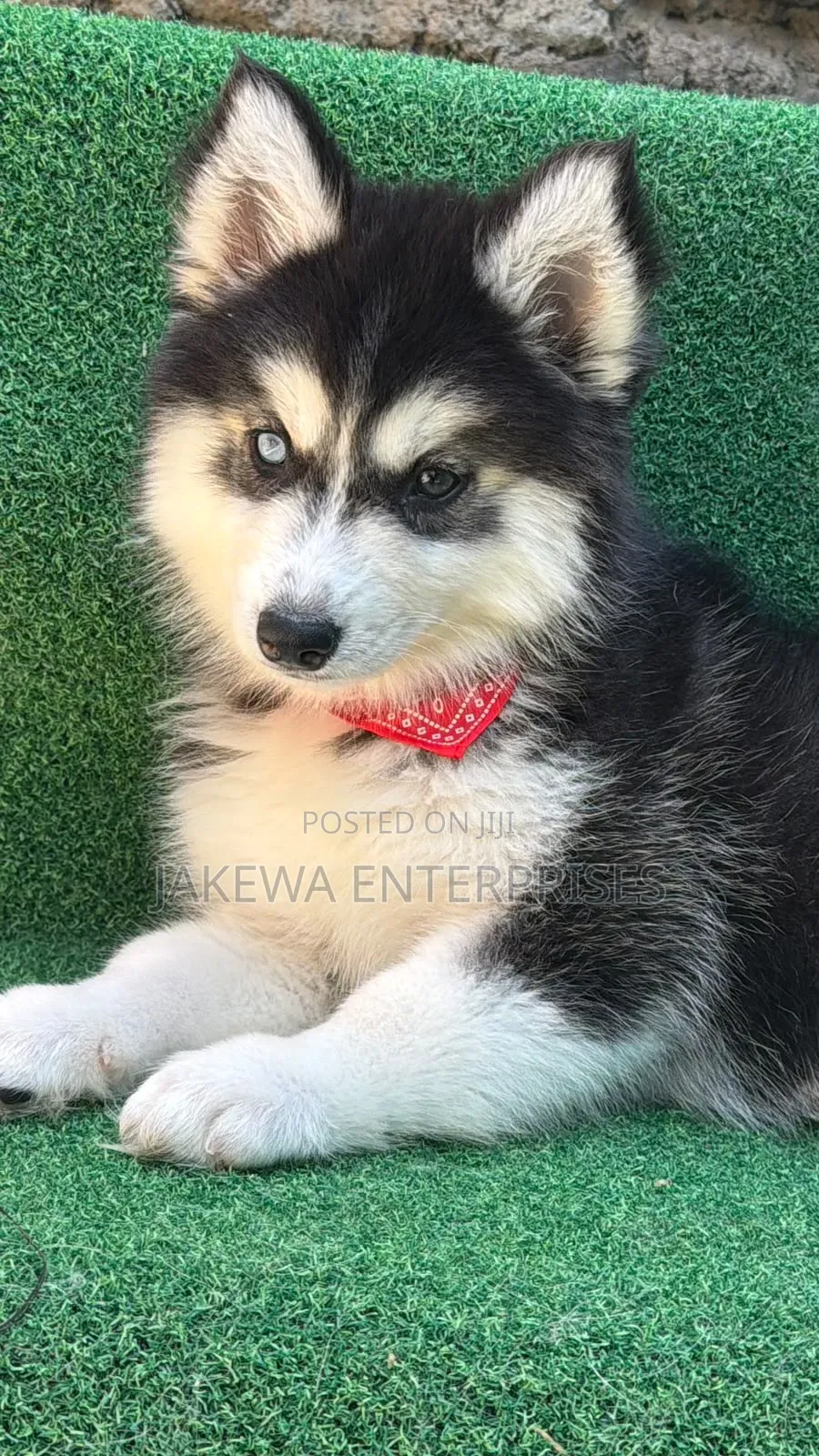 1-3 months Male Purebred Siberian Husky
