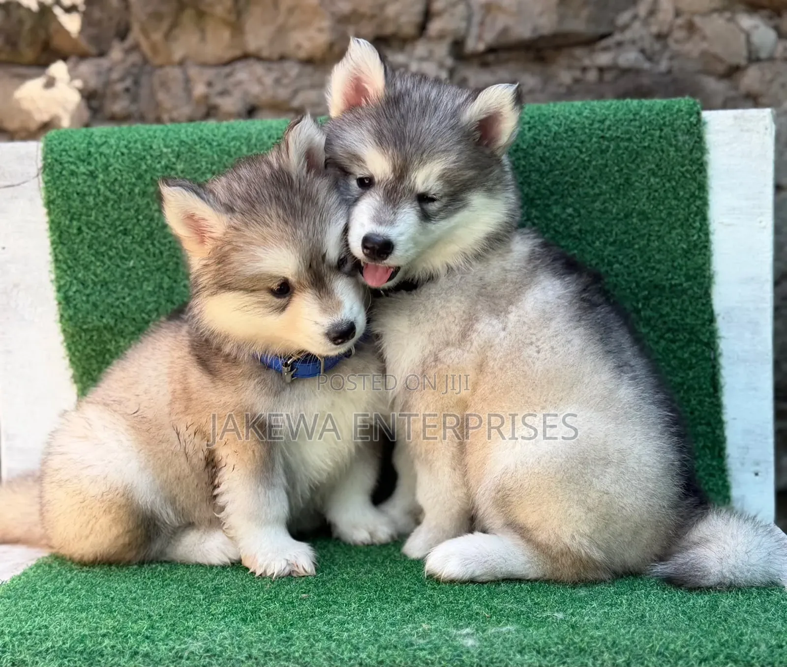 1-3 months Male Purebred Siberian Husky