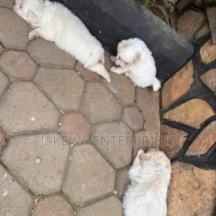 1-3 months Male Purebred Havanese
