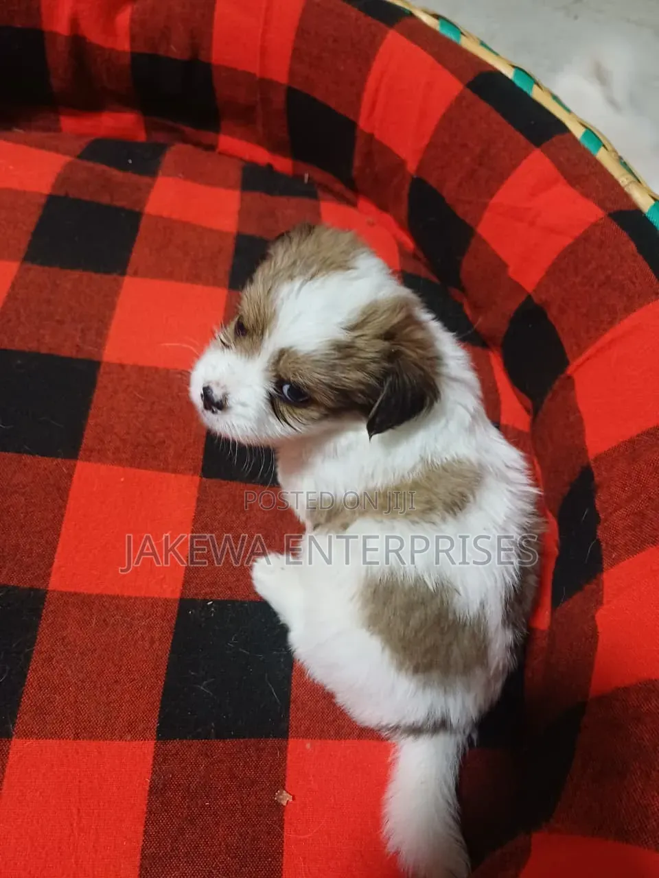 1-3 months Male Purebred Havanese
