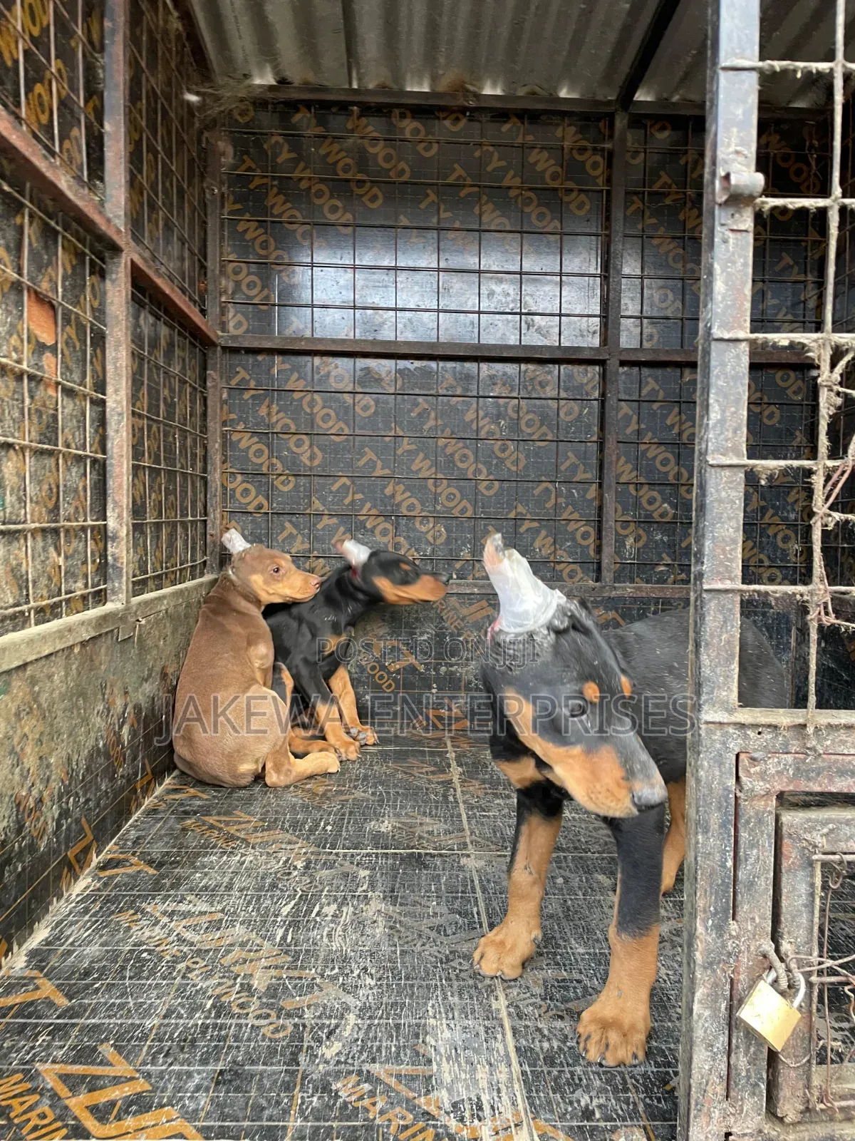 1-3 months Male Purebred Doberman Pinscher