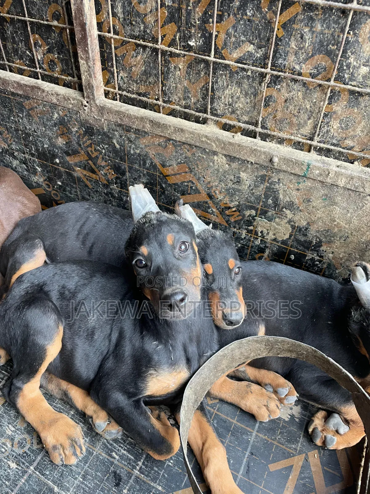 1-3 months Male Purebred Doberman Pinscher