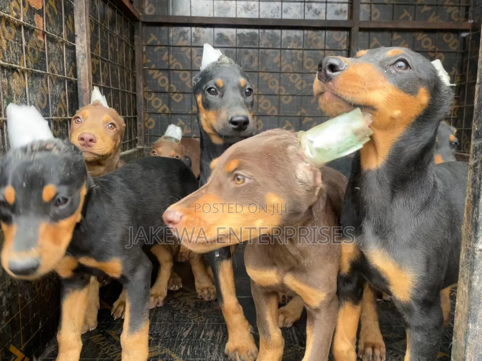 1-3 months Male Purebred Doberman Pinscher