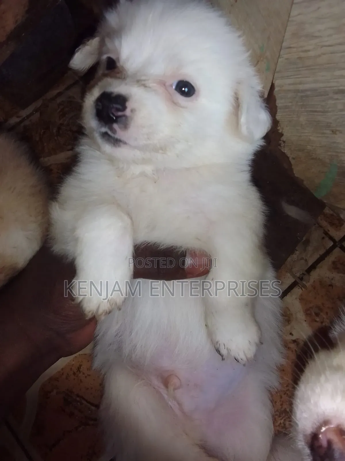1-3 months Male Purebred Havanese