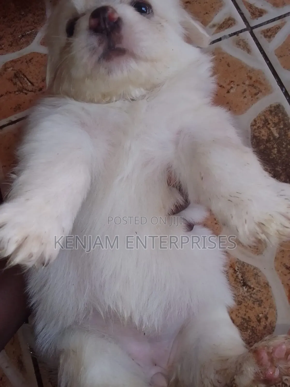 1-3 months Female Purebred Havanese