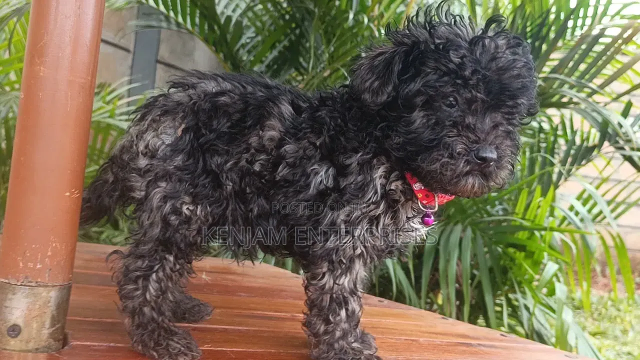 1-3 months Male Purebred Maltipoo