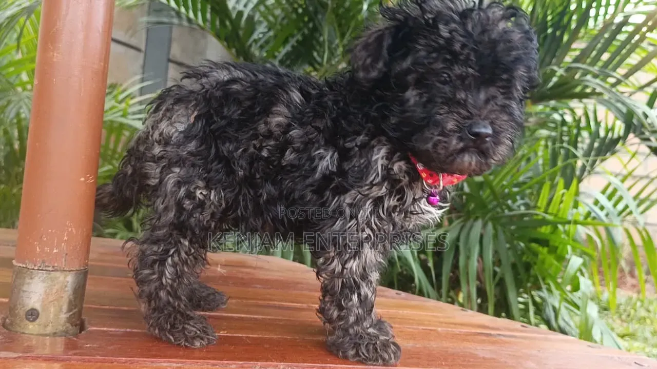 1-3 months Male Purebred Maltipoo