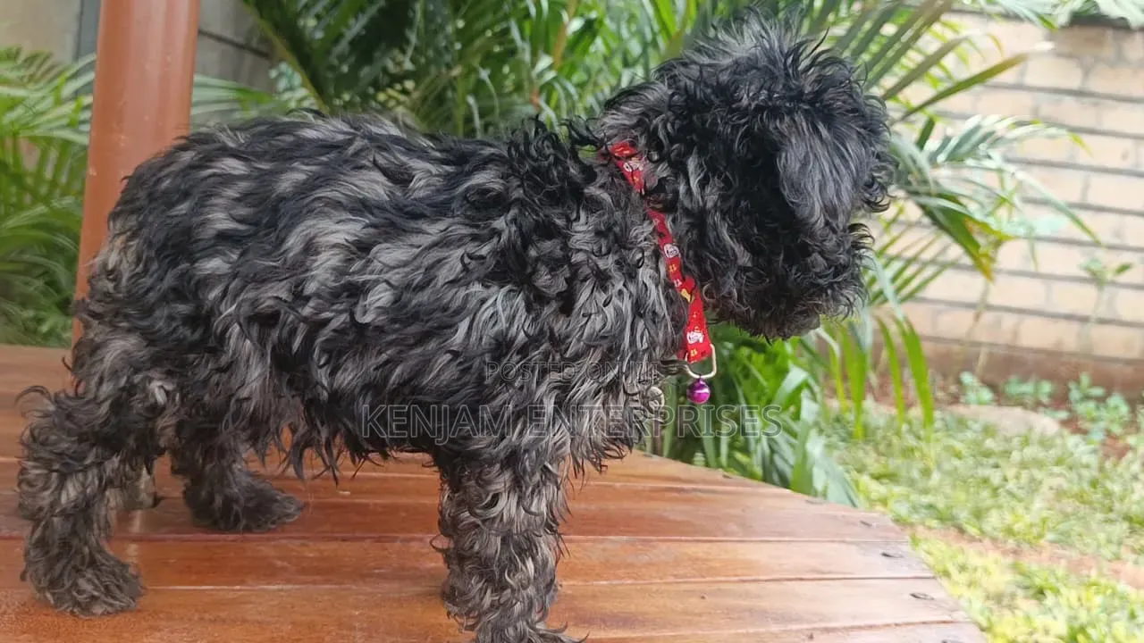 1-3 months Male Purebred Maltipoo