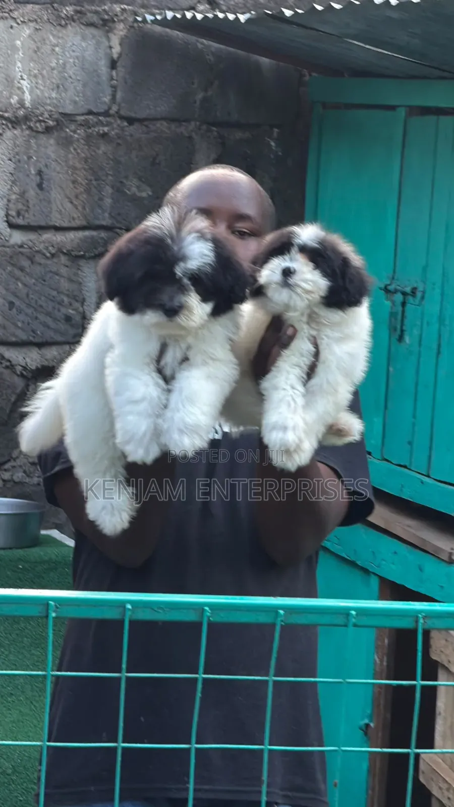 1-3 months Male Purebred Havanese
