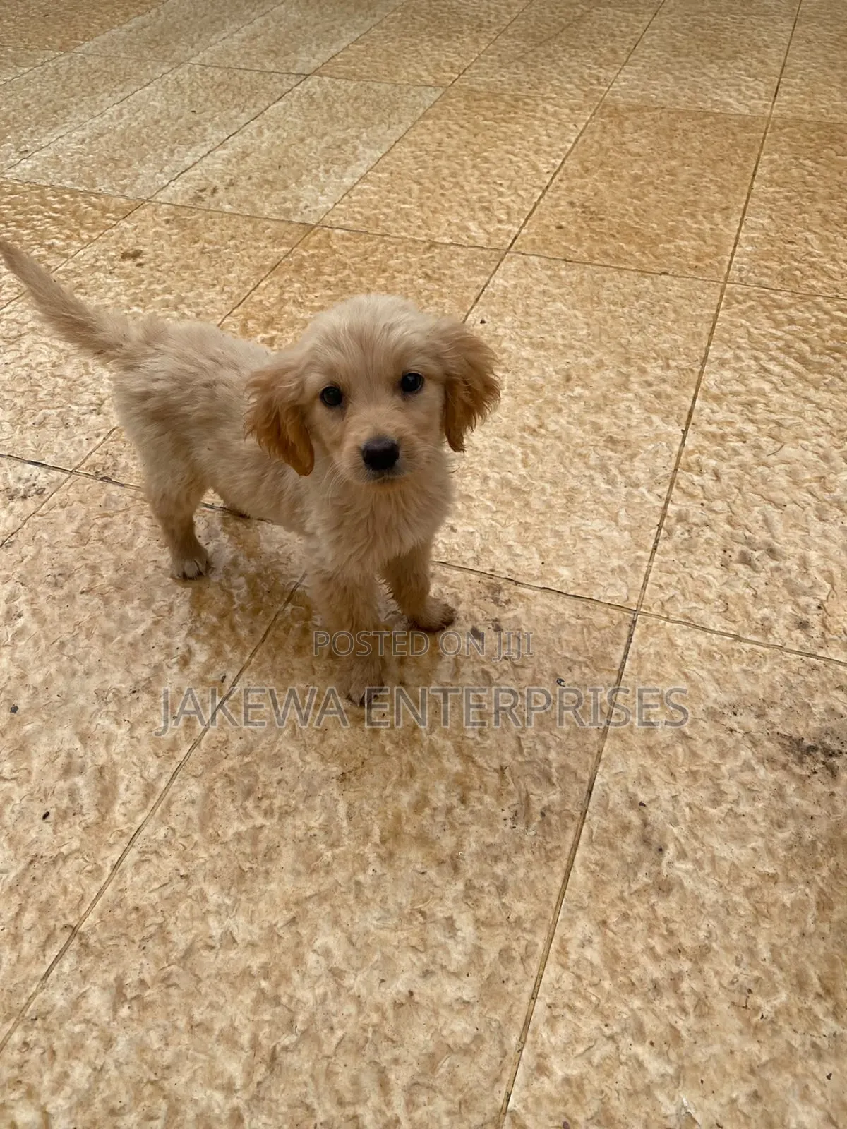 1-3 months Male Purebred Golden Retriever