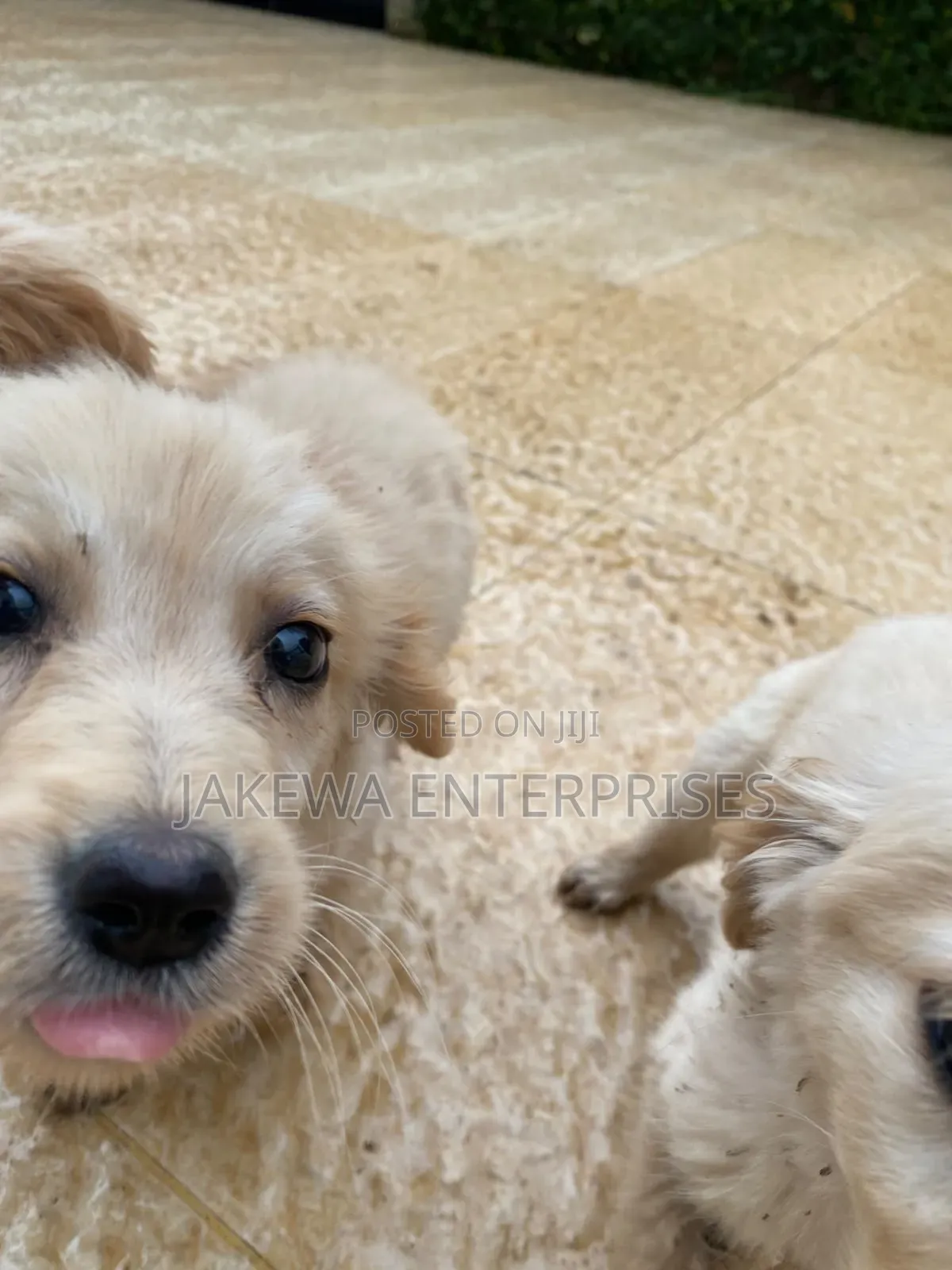 1-3 months Male Purebred Golden Retriever