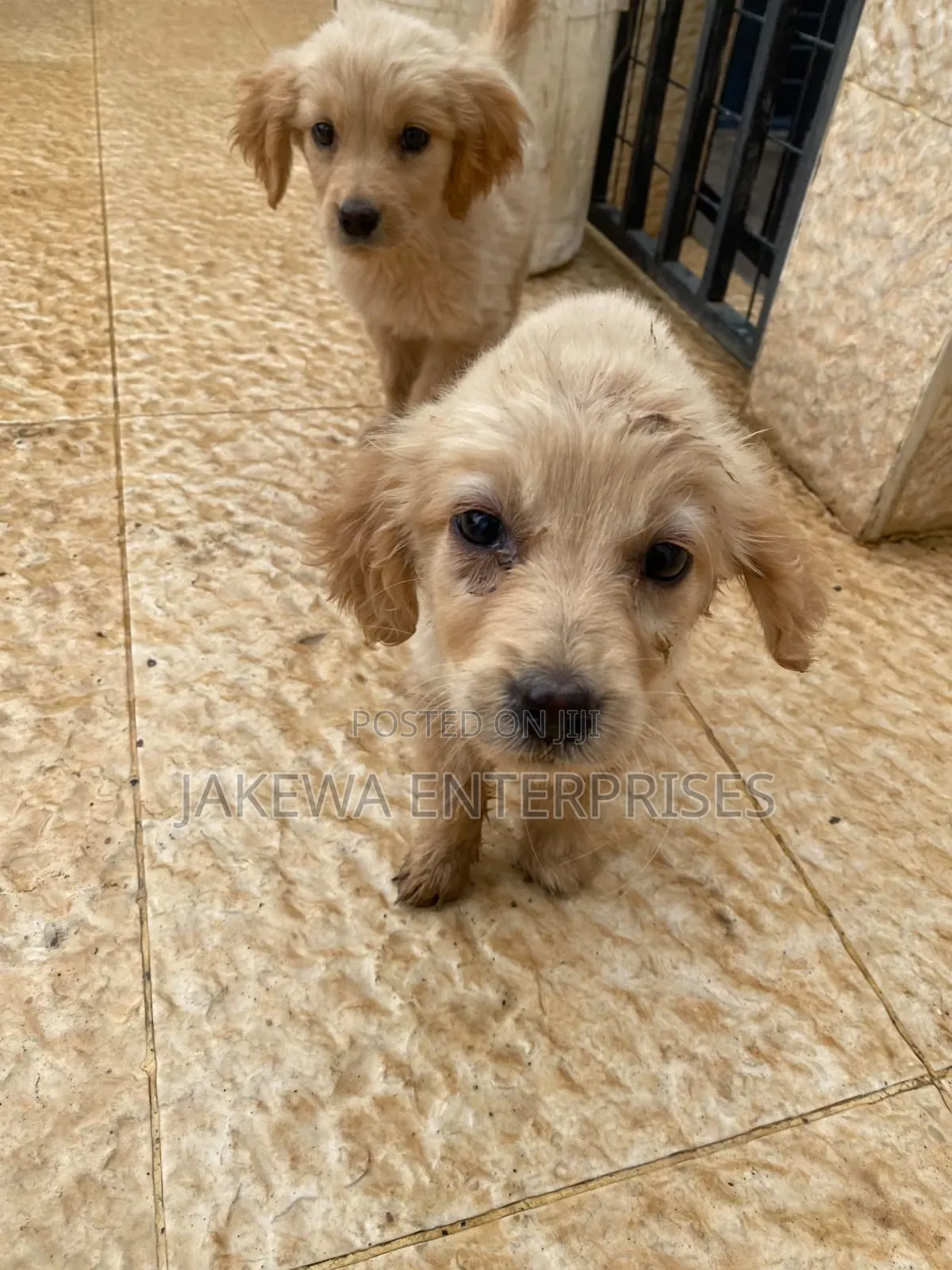 1-3 months Female Purebred Golden Retriever
