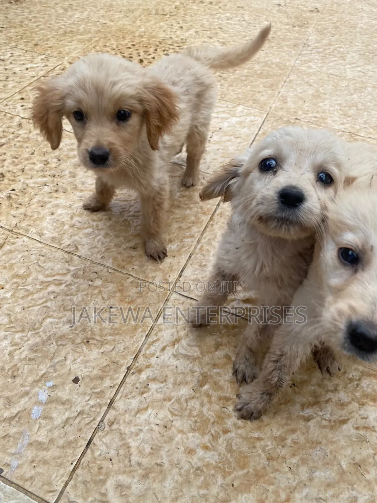 1-3 months Female Purebred Golden Retriever