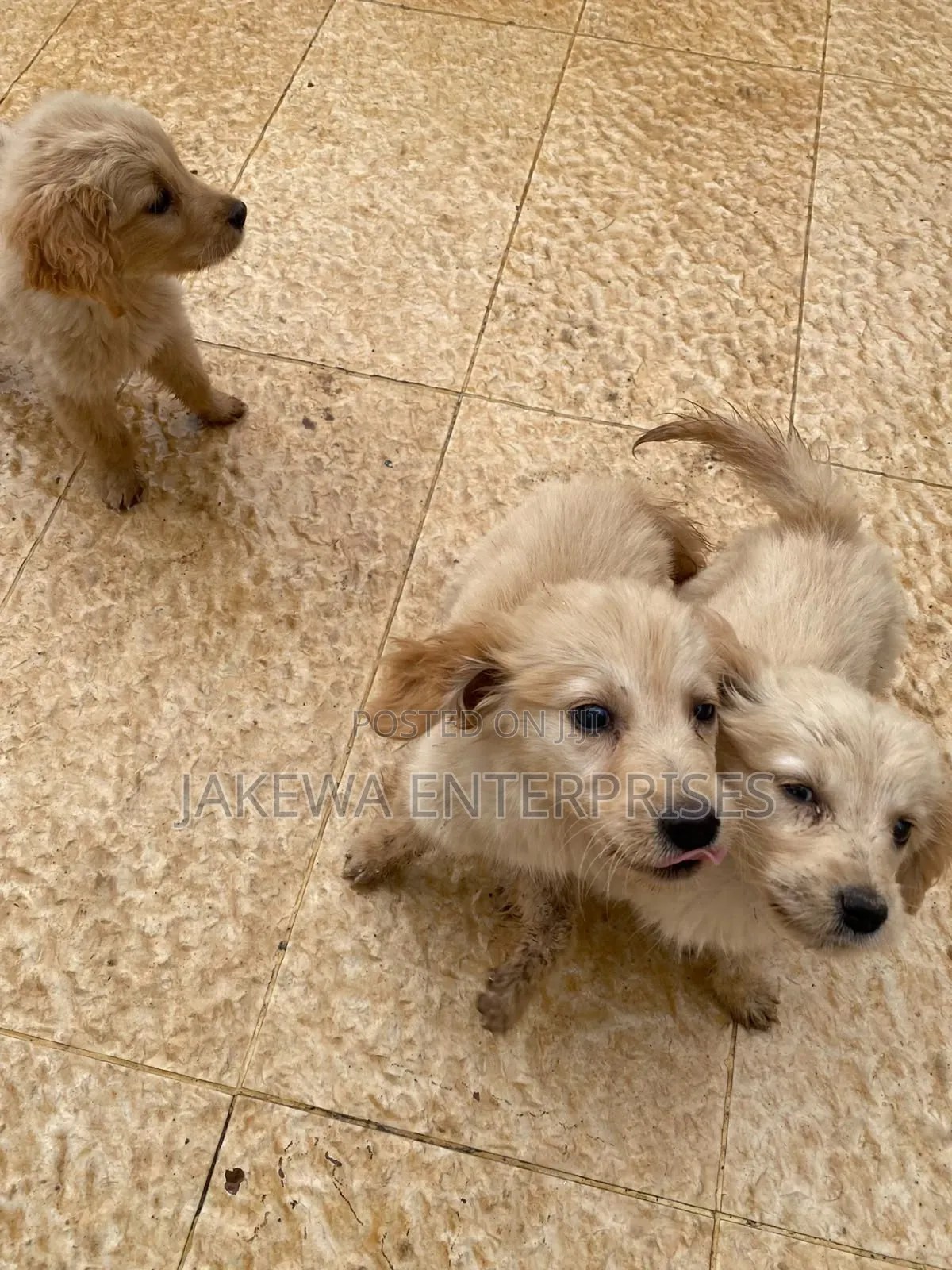1-3 months Male Purebred Golden Retriever