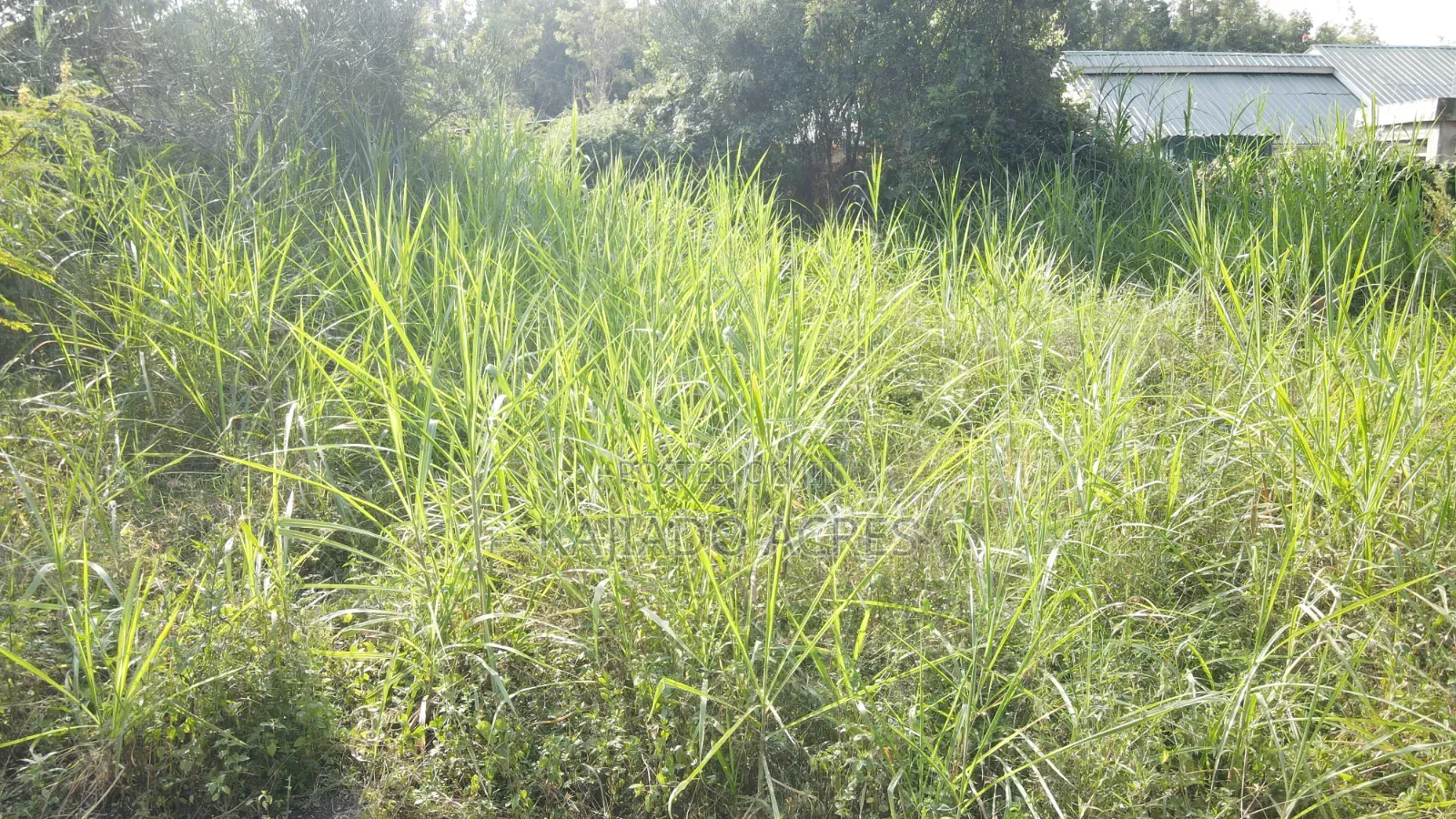 1/4 Acre Pieces Olepolos at 11m