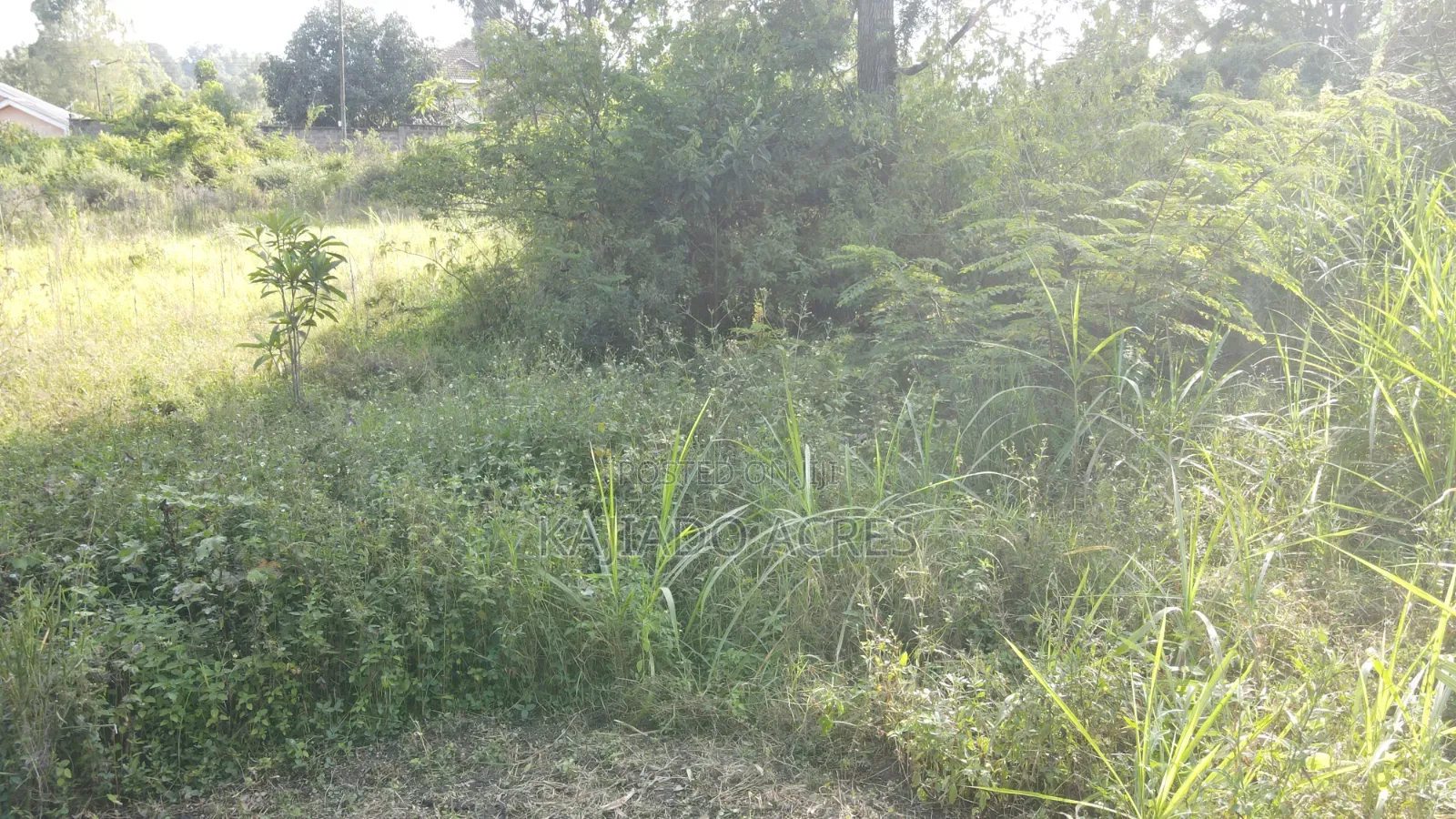 1/4 Acre Pieces Olepolos at 11m