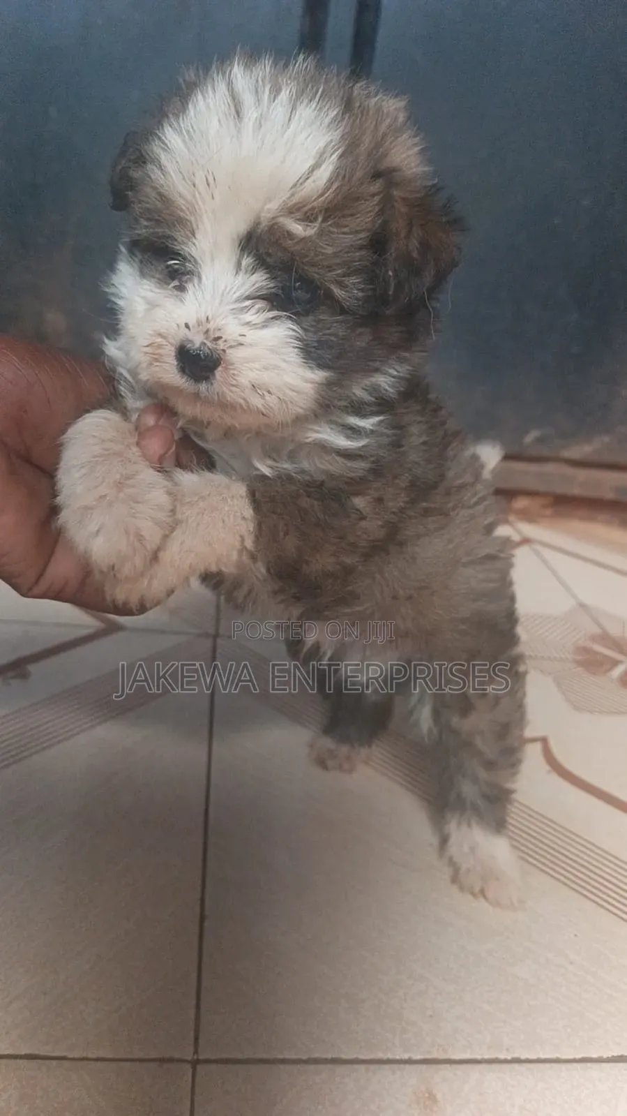 1-3 months Male Purebred Havanese