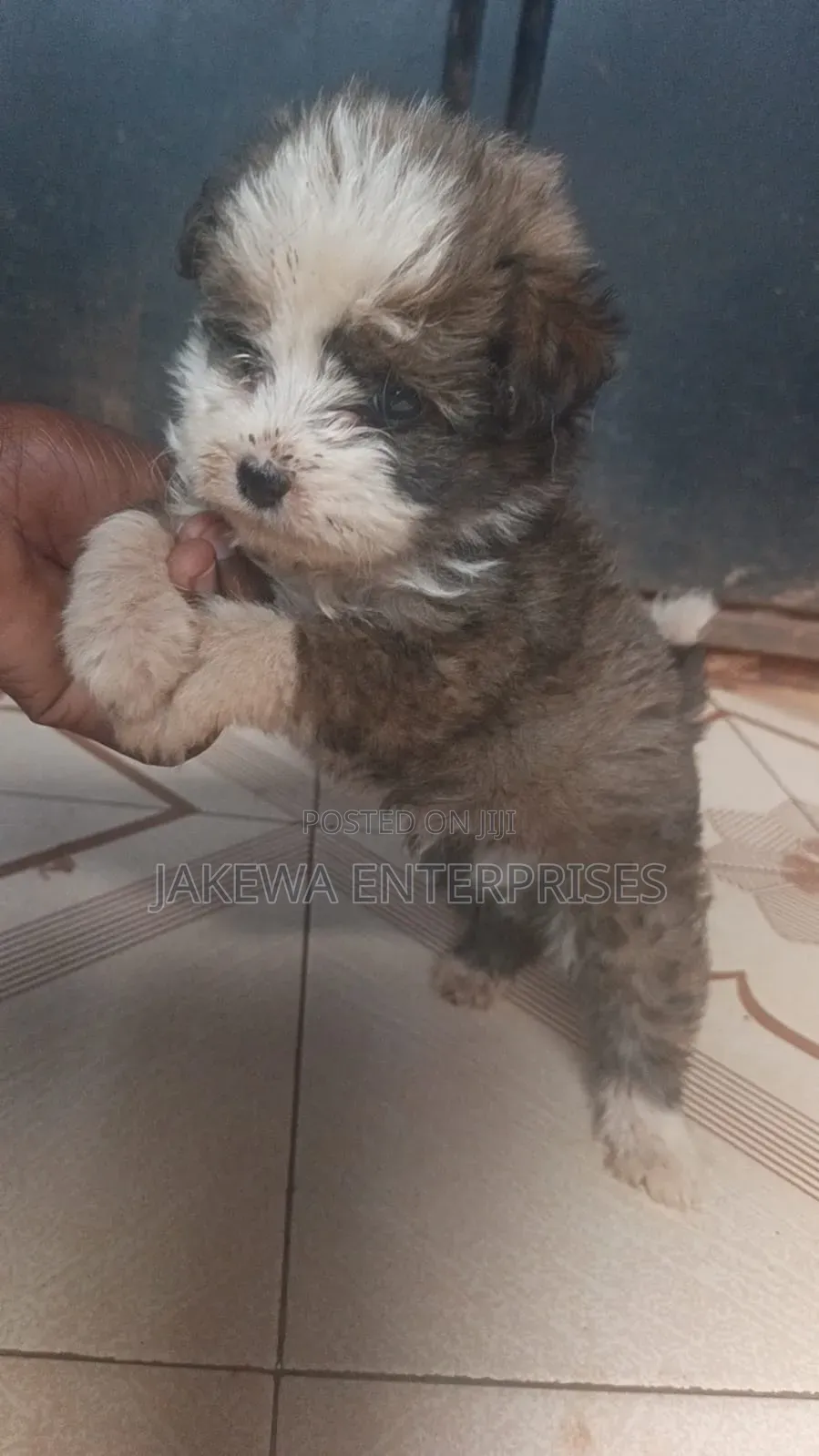 1-3 months Male Purebred Havanese
