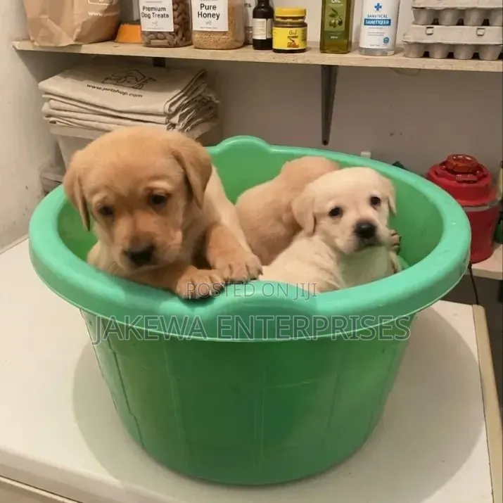1-3 months Male Purebred Labrador Retriever
