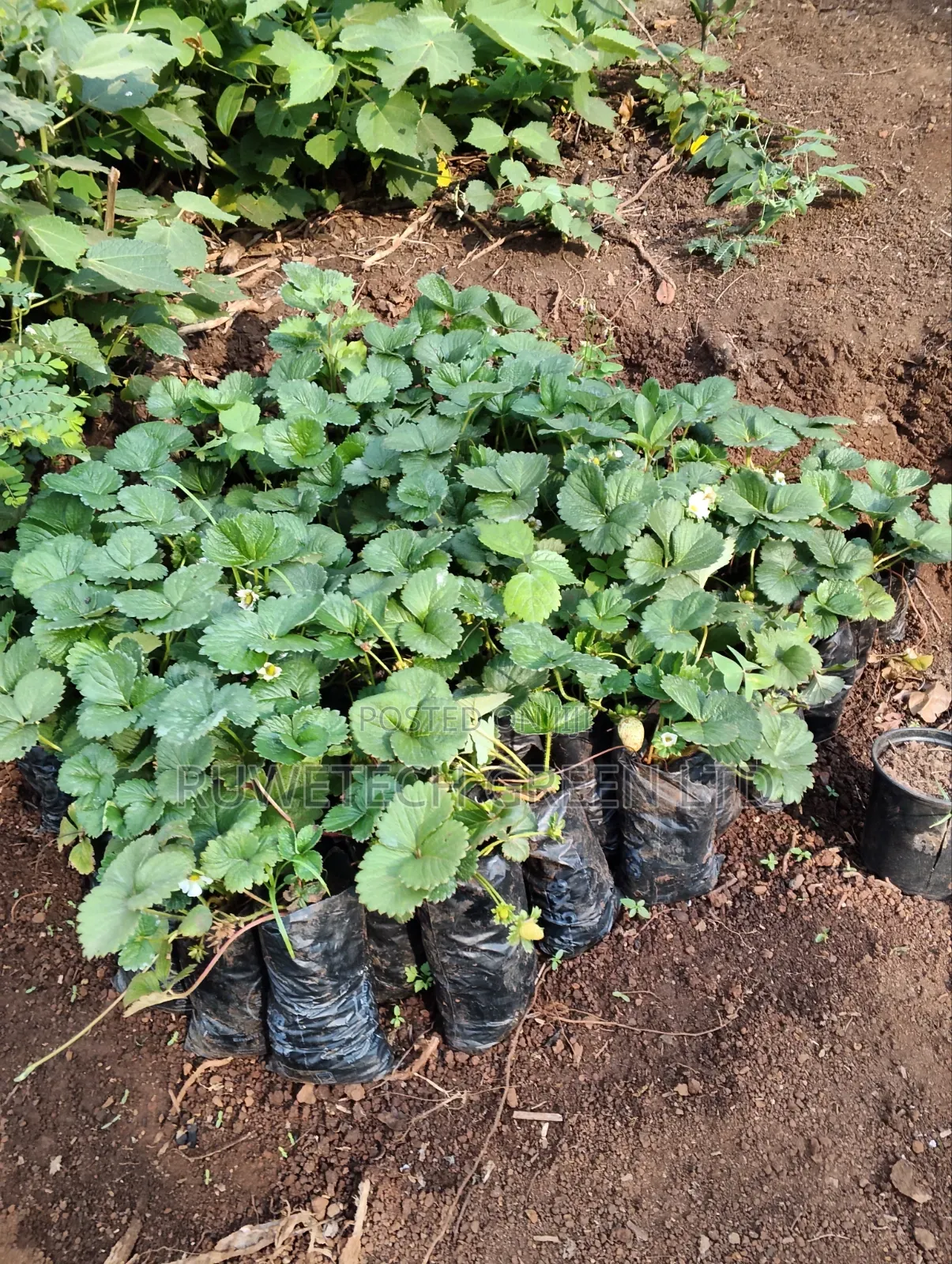 Strawberry Seedlings San Andreas Variety Potted
