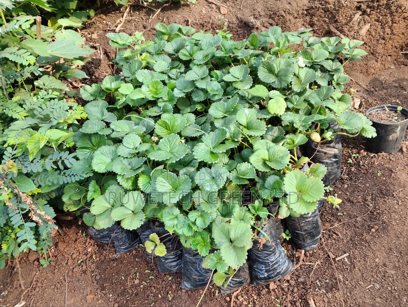 Strawberry Seedlings San Andreas Variety Potted