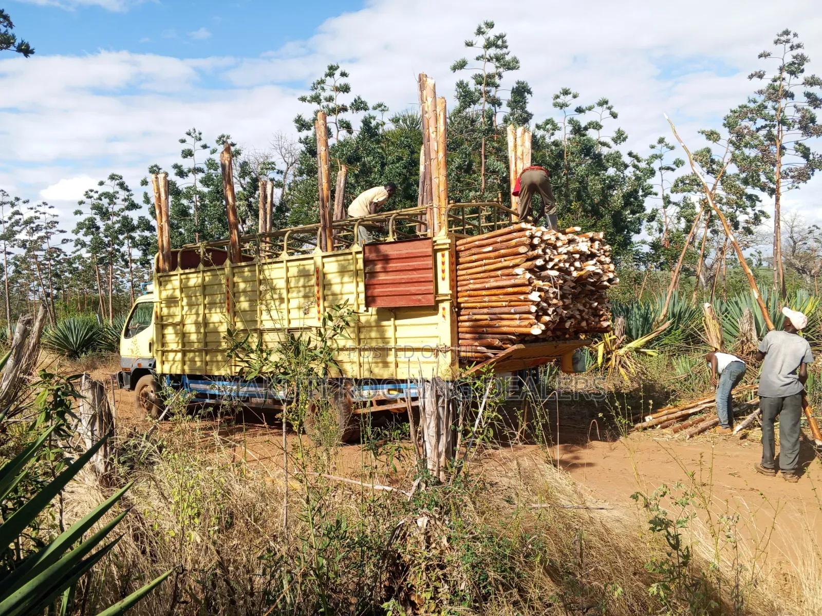 Sisal Poles Supplies and Delivery