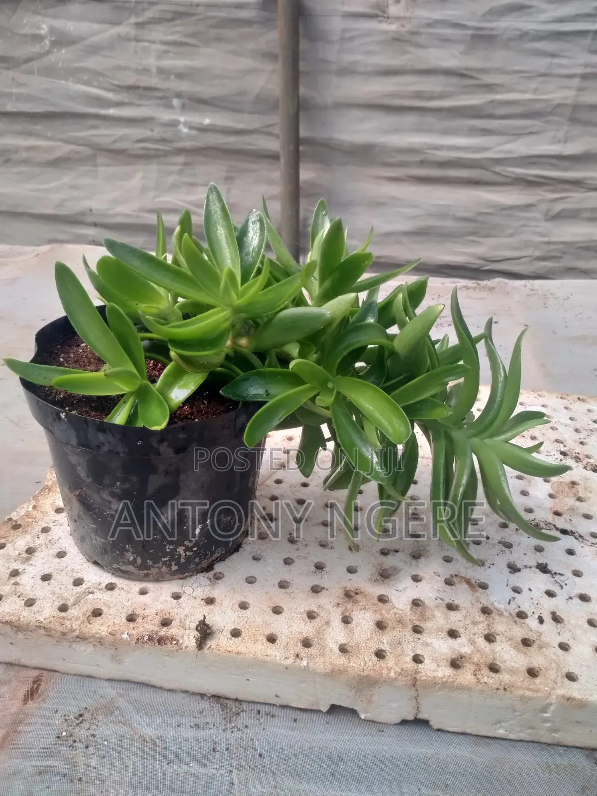 Planter Round Shaped
