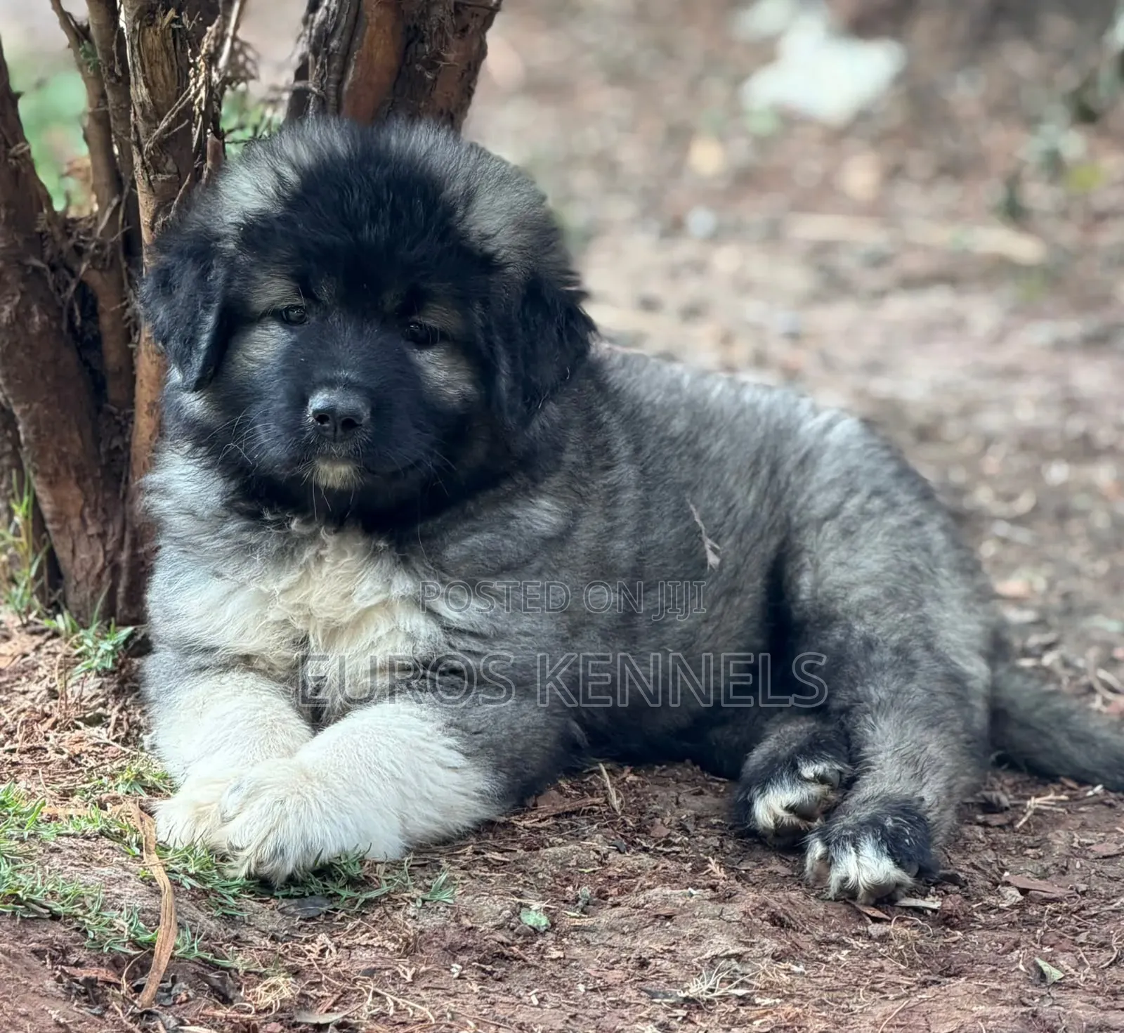 1-3 months Male Purebred Caucasian Shepherd