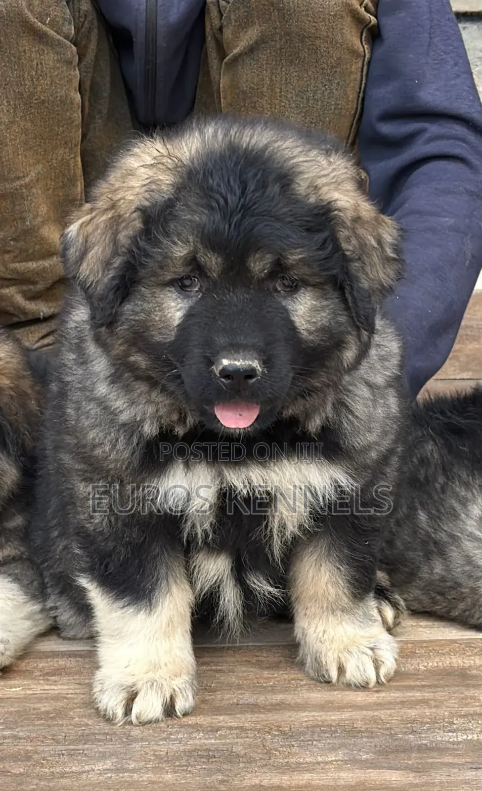 1-3 months Male Purebred Caucasian Shepherd