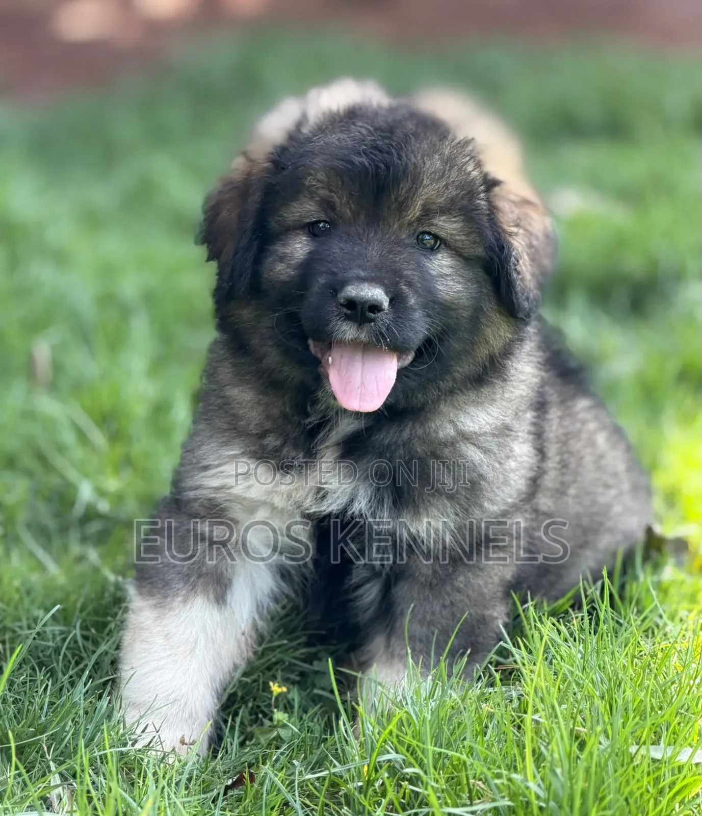 1-3 months Male Purebred Caucasian Shepherd