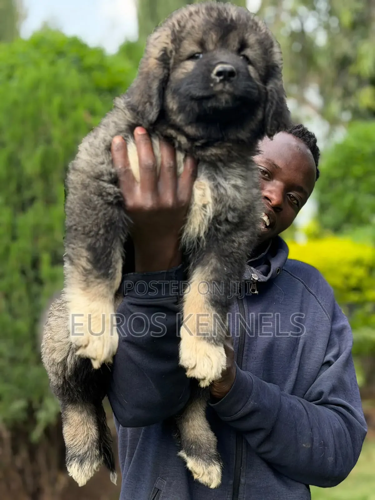 1-3 months Female Purebred Caucasian Shepherd