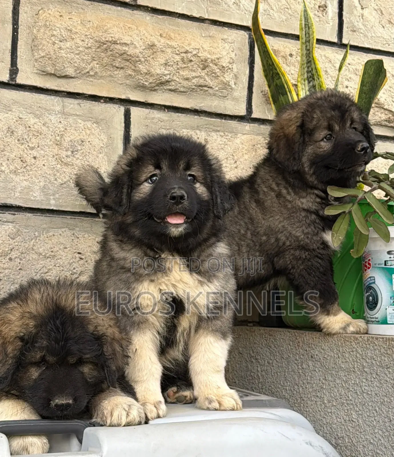1-3 months Female Purebred Caucasian Shepherd