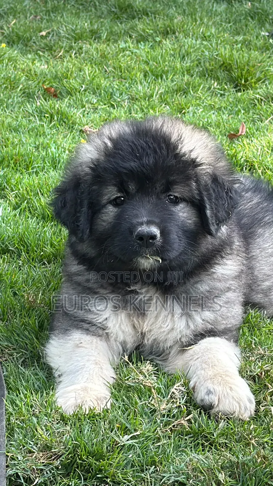 1-3 months Female Purebred Caucasian Shepherd