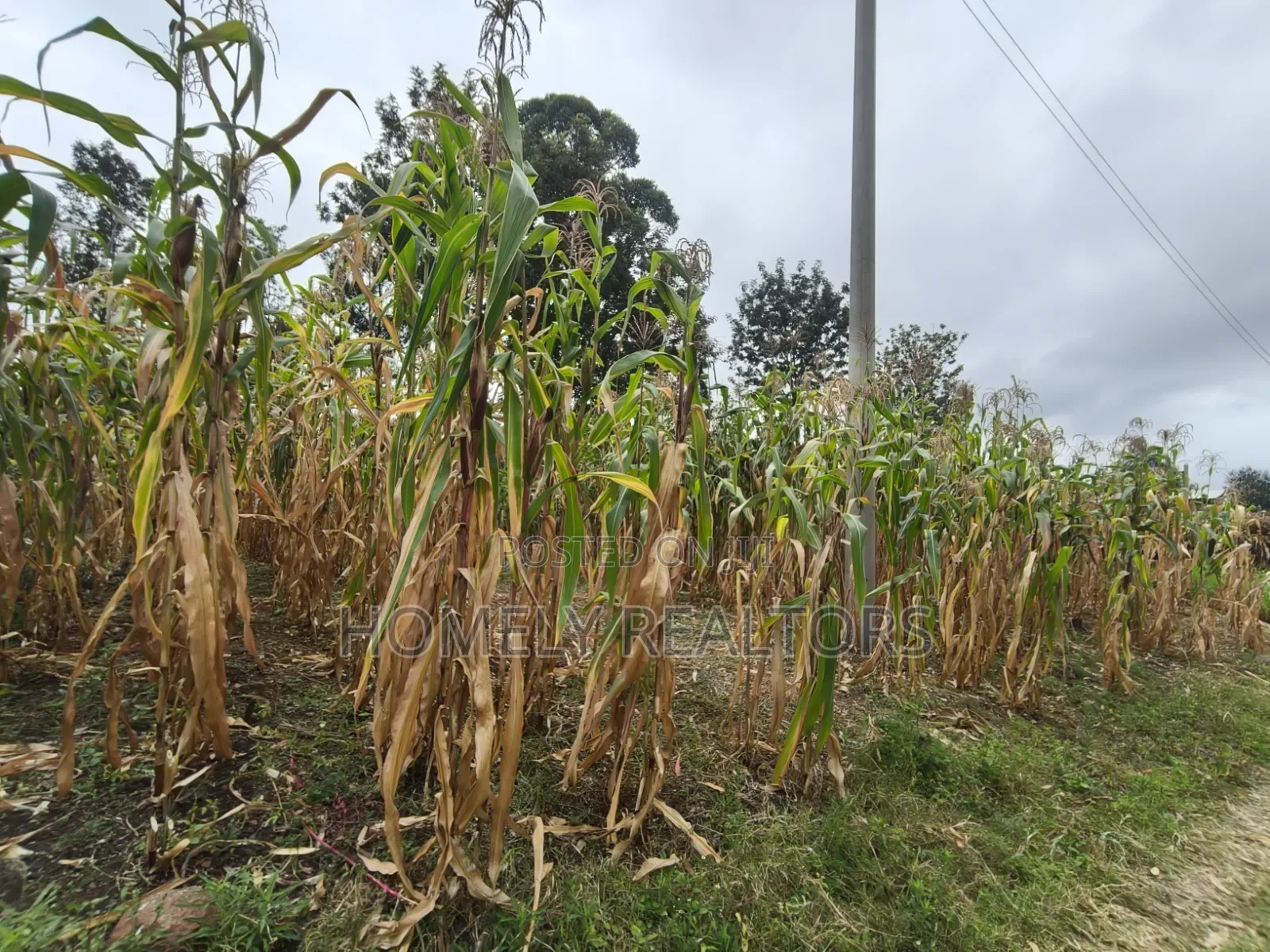 Residential Eighth Acre Plot for Sale in Ngong, Ol Keri Area